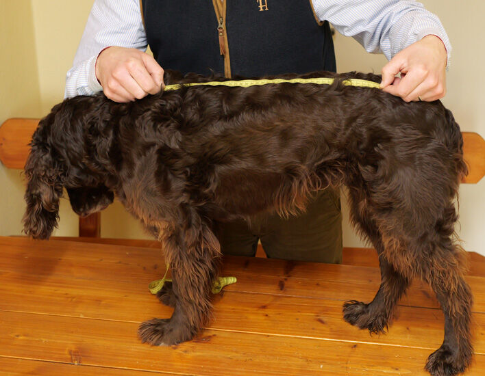 Ein Maßband ist am Rücken eines deutschen Wachtelhundes angelegt.